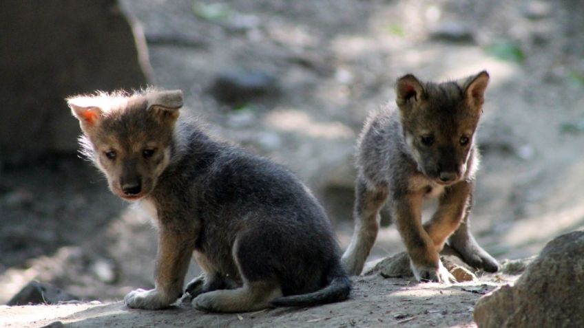 PAN pide informe sobre el manejo de animales silvestres en zoológicos en la CDMX