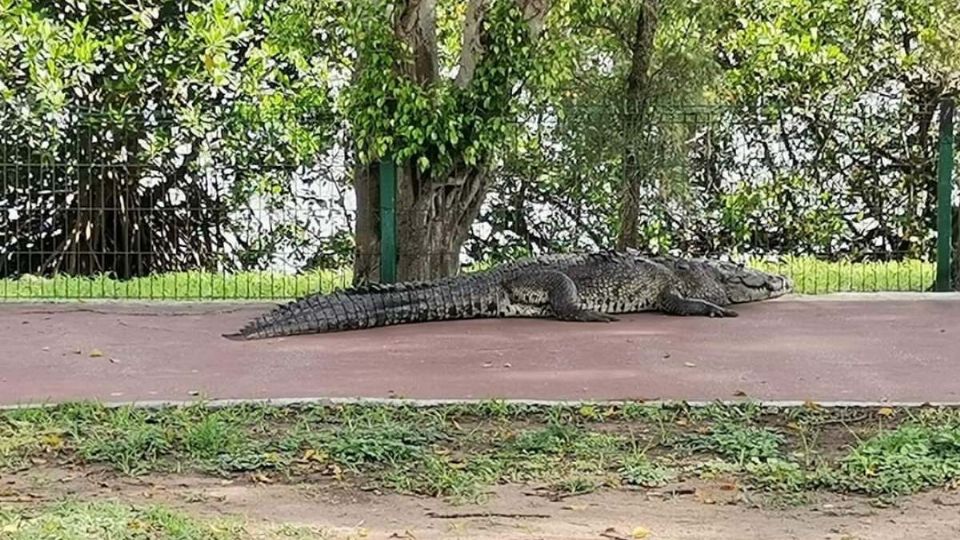 Las autoridades ayudaron al animal