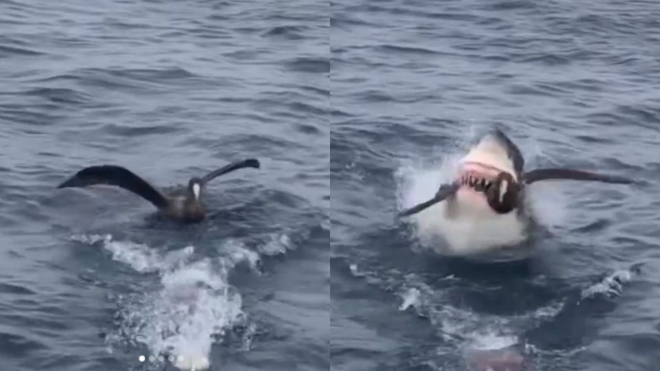 El tiburón se comió al ave por 'ladrón'. Foto: Captura