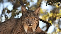 Hallan en España parte del esqueleto de un lince ibérico de hace un millón de años | FOTOS