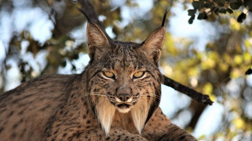 Hallan en España parte del esqueleto de un lince ibérico de hace un millón de años | FOTOS