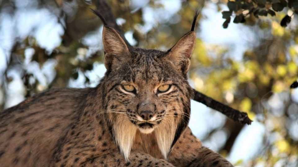 Ejemplar de lince ibérico. Foto: EFE