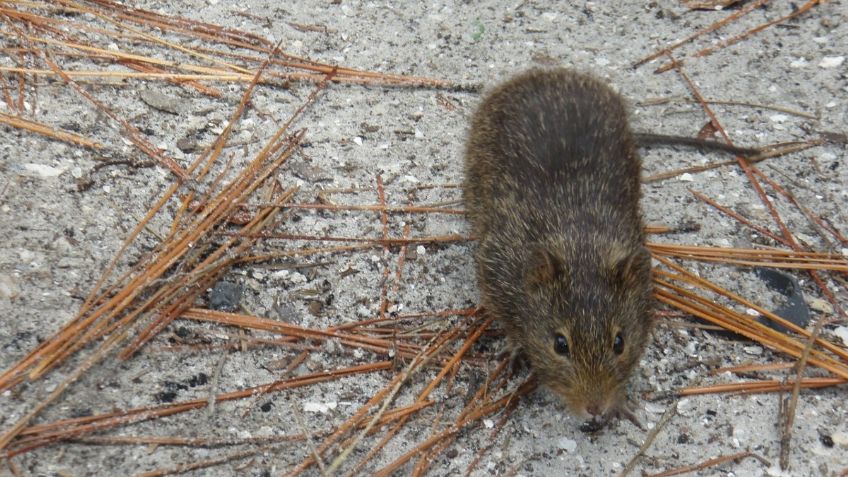 Plaga de ratones obliga a evacuar hasta 420 presos de una cárcel de Australia