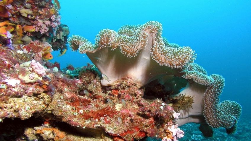 La gran barrera de coral en Australia está en riesgo de desaparecer por culpa del cambio climático