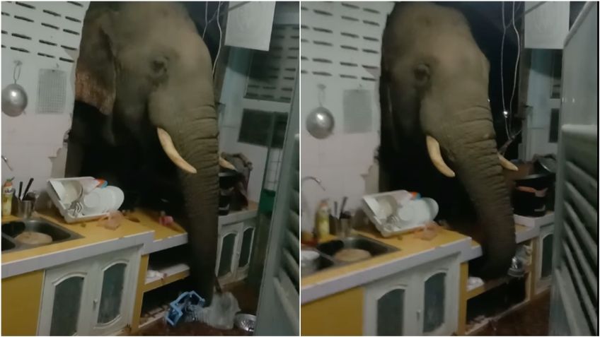 VIDEO VIRAL: Elefante rompe la pared en una casa de Tailandia para conseguir comida y se mete hasta la cocina