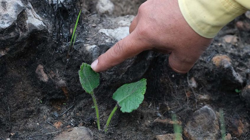 Por temporada de lluvias continúan trabajos para prevenir deslaves en Bosque de la Primavera en Jalisco