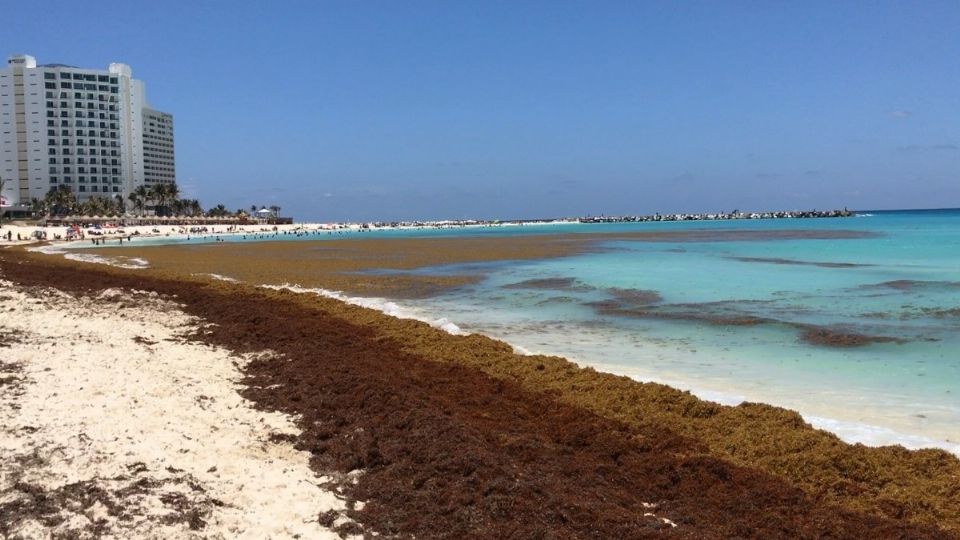 La presencia de esta alga en las playas del Caribe ha desatado la preocupación internacional. Foto: Twitter @Noticaribe