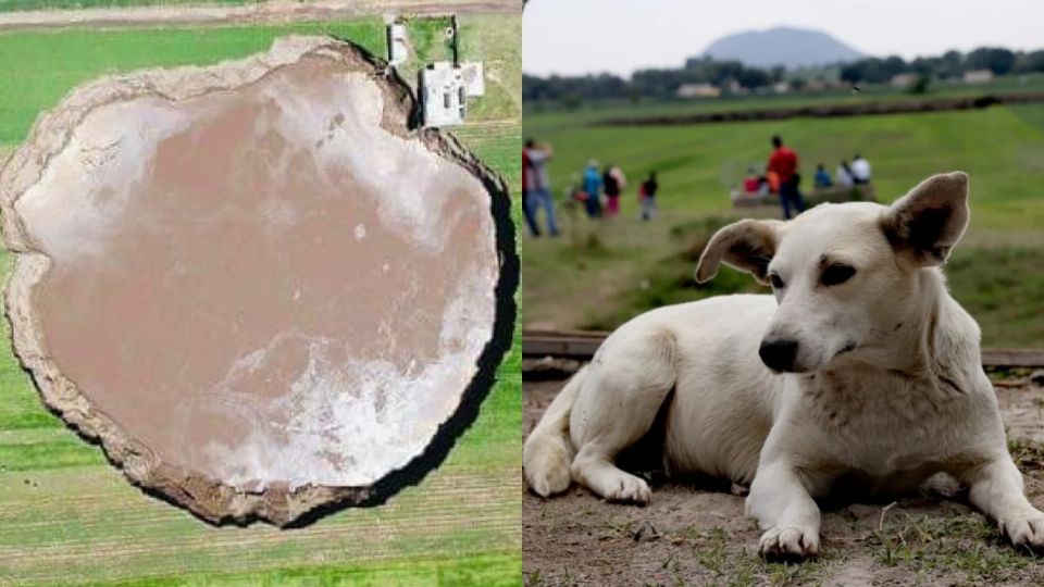 Perrito 'desaparece' tras caer a socavón. Foto: Especial.