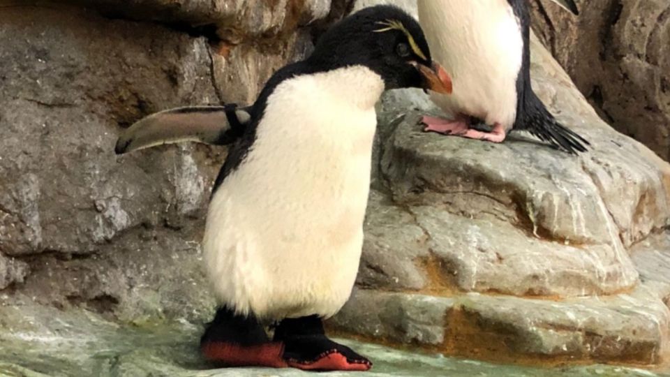 Enrique es un pingüino penacho amarillo que llegó a un zoo ubicado en Misuri en 2016. Foto: Zoológico de St. Louis