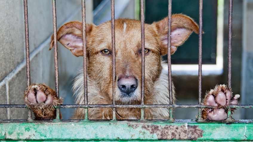 China inicia con polémico festival donde se come carne de perro