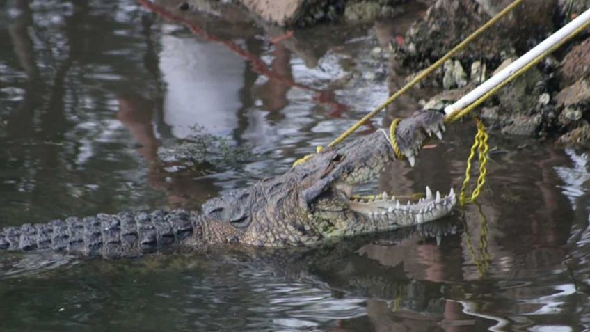 Cocodrilo de 400 kilos se traga a una mujer que lavaba su ropa en laguna de Tampico