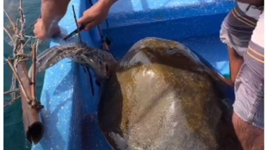 Video Viral: Rescatan a una tortuga que no podía nadar por estar enredada en basura