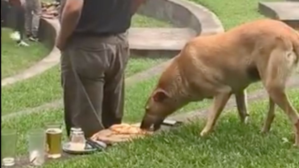 El lomito no dudó en tomar la pizza cuando la vio sola. Foto: Captura