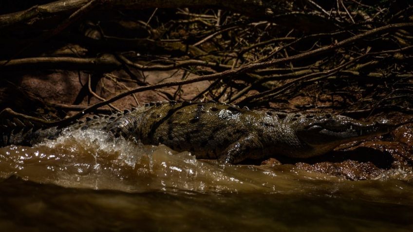 COCODRILOS al acecho; TAMPICO reporta una muerte y cuatro lesionados en los últimos meses