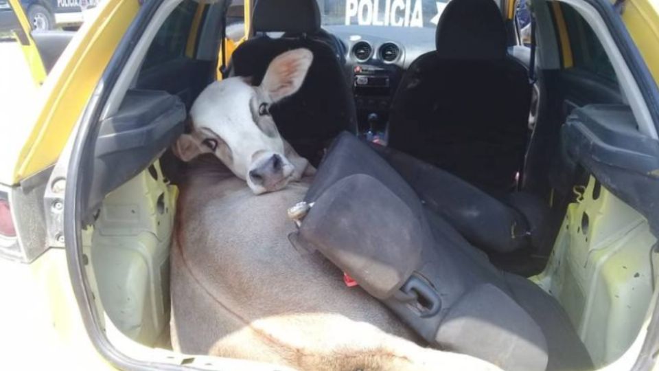 Policías encontraron a la res en la cajuela durante un operativo. Foto: Casimiro Sánchez en El Heraldo de Tabasco