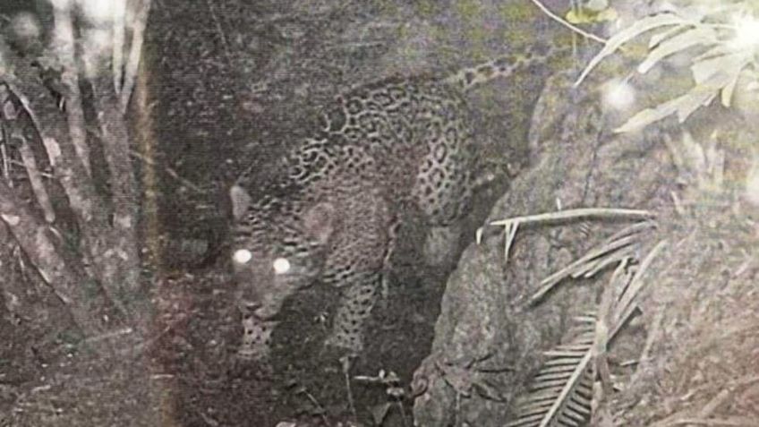 Localizan jaguar en la sierra de Hidalgo