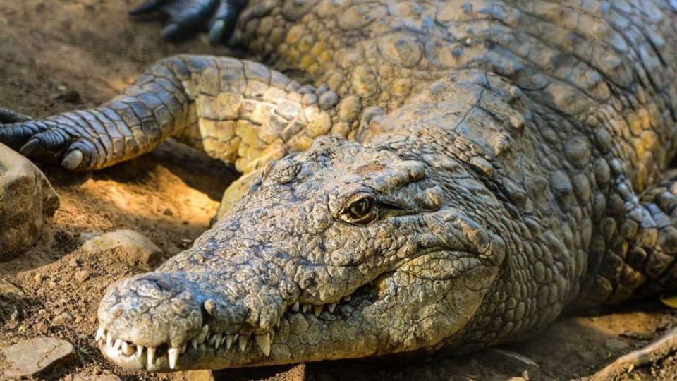 El reptil ha sido grabado en la zona por los vecinos