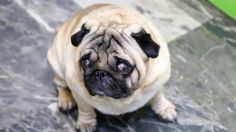 Captan a perrito pug bajo la lluvia; denuncian a dueños por violencia animal