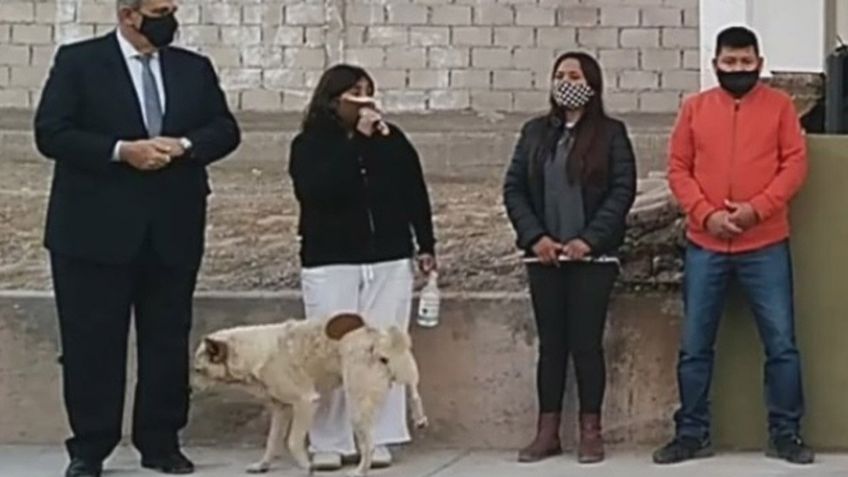 VIDEO VIRAL: Perrito callejero orina a presidenta municipal de Argentina; internautas se burlan