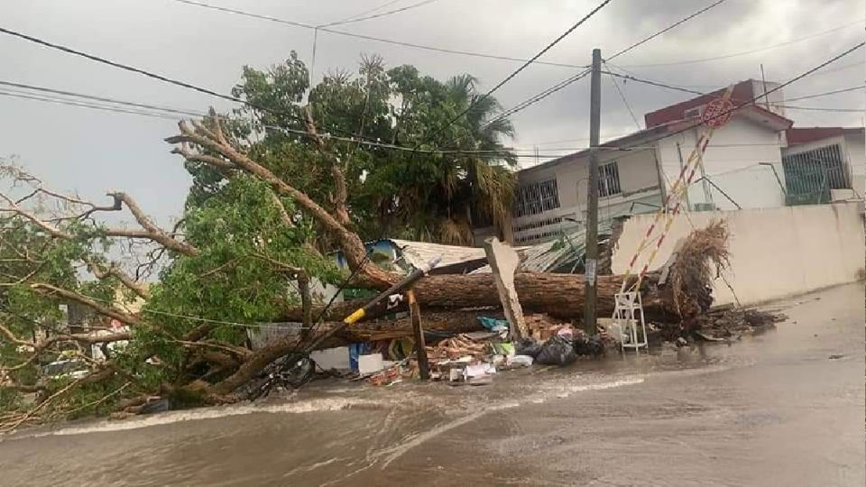 Los reportes de árboles caídos se presentaron en el boulevard Tepic- Xalisco Foto: Especial