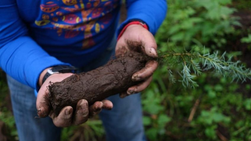 Día mundial del Árbol: Dónde conseguir uno y cómo plantarlo; conoce su importancia