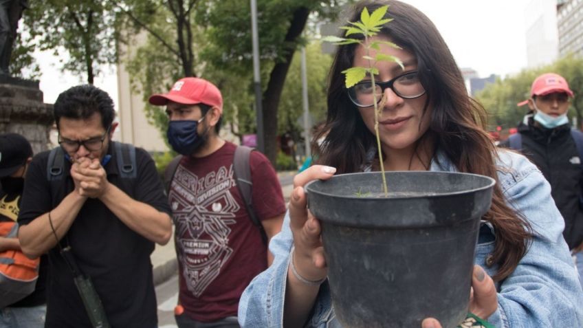 ¿Ya podré cultivar mariguana para uso personal sin que me metan a la cárcel?