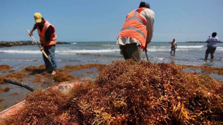 Sargazo en Caribe Mexicano coincidirá con vacaciones de Semana Santa