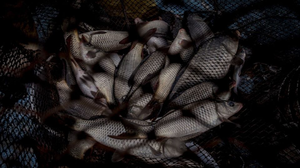 La caza furtiva de animales marinos ha resultado en la captura anual de 2.7 millones de especies. Foto: Cuartoscuro