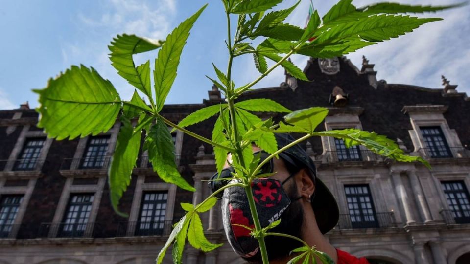 Su uso contempla regulaciones, posesión y cultivo de la hierba. Foto: Cuartoscuro
