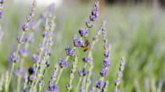 El paraíso de la lavanda en Arizona que debes conocer