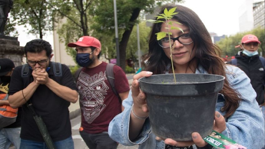 Despenalización del uso lúdico de la marihuana divide a diputados de San Luis Potosí