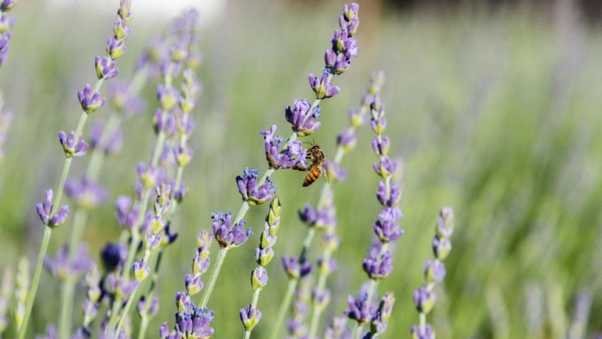 El paraíso de la lavanda en Arizona que debes conocer