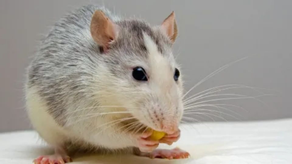 Este pequeño roedor se creía extinto desde hace más de un siglo ante la llegada de los europeos a tierras australianas. FOTO: ESPECIAL