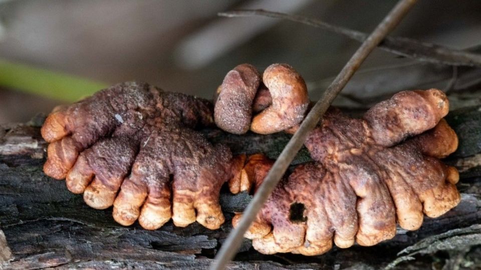 esta especie de hongo esta en peligro de extinción. Foto: Royal Botanic Gardens Victoria