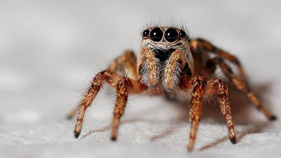 ¿Cómo actuar ante la picadura de una araña viuda negra o una violinista? 
FOTO: Twitter