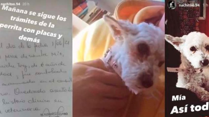 Árbitro patea brutalmente a perrita; ataque indigna en redes sociales: VIDEO