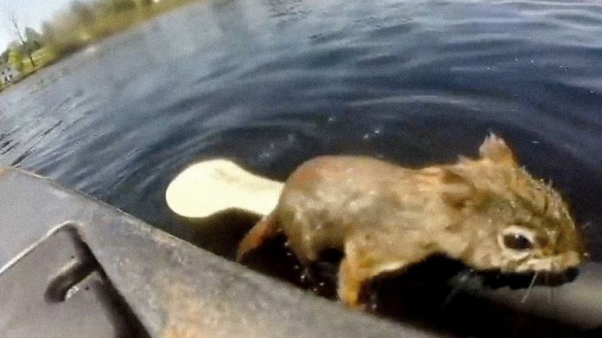 ¡Héroe! Pescador salva a una ardilla de morir ahogada | VIDEO