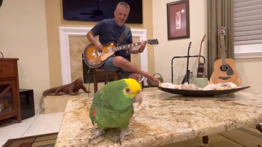 ¿Eres tu Jack Black? Loro canta ROCK clásico al son de una guitarra eléctrica | VIDEO