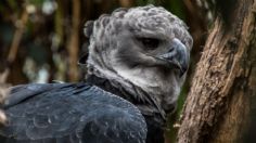 Deforestación podría MATAR de HAMBRE a una de las ÁGUILAS más grandes del MUNDO