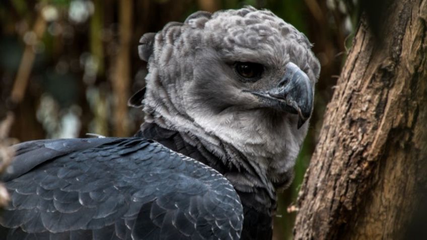 Deforestación podría MATAR de HAMBRE a una de las ÁGUILAS más grandes del MUNDO