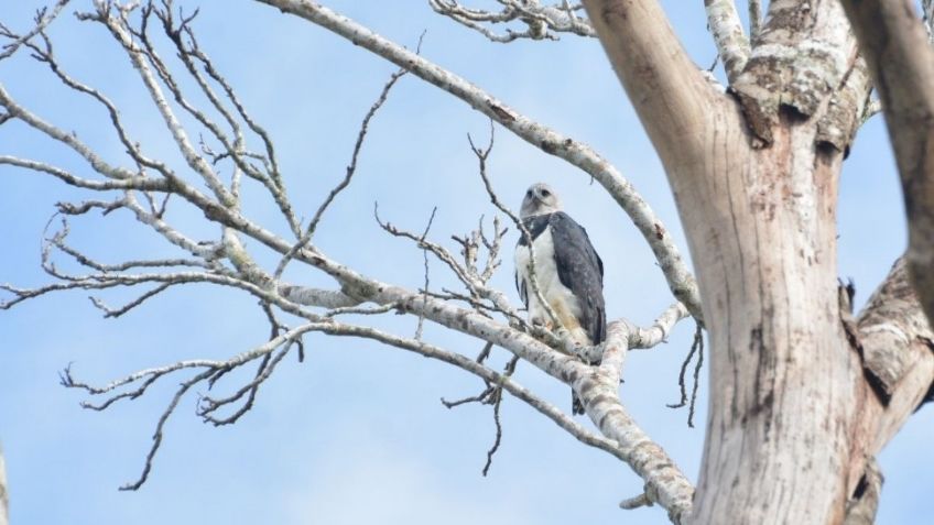 Deforestación podría MATAR de HAMBRE a una de las ÁGUILAS más grandes del MUNDO