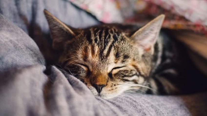 ¿Tienes covid-19 y el gato duerme en tu cama? Podrías contagiarlo, según estudio