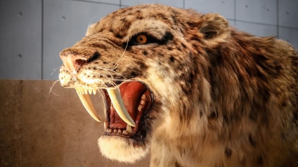 Réplica del tigre dientes de sable. Foto: Especial