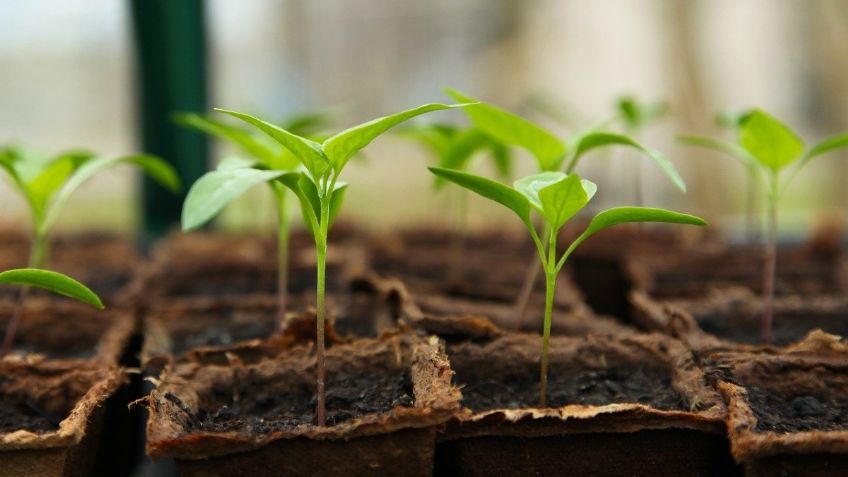 Estas son las mejores opciones tecnológicas para tu jardín