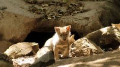 Nacen lobos mexicanos en zoológico de la CDMX; están extintos en el medio salvaje