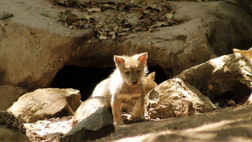 Nacen lobos mexicanos en zoológico de la CDMX; están extintos en el medio salvaje