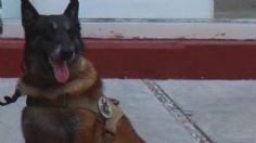 Se retira “Sakura”, canino con nueve años en el Servicio Activo de la Armada de México