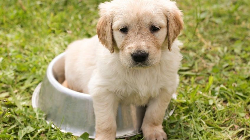 Virus mortal ataca a perros; veterinario australiano advierte terribles consecuencias