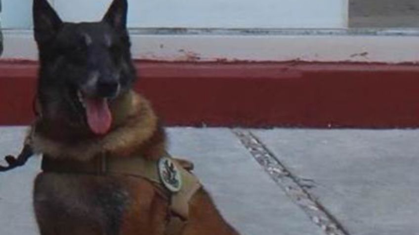 Se retira “Sakura”, canino con nueve años en el Servicio Activo de la Armada de México