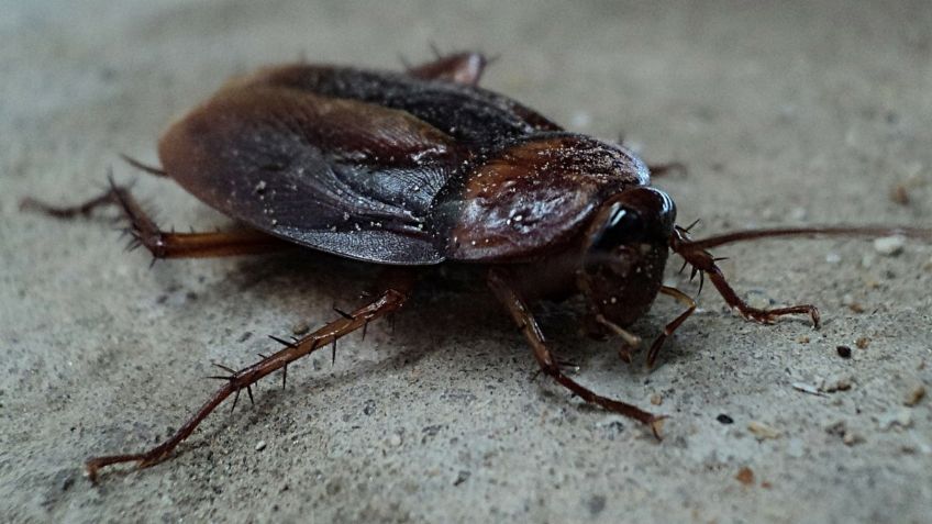 VIRAL: Hombre rescata a cucaracha malherida y la lleva al veterinario, ¿harías lo mismo?